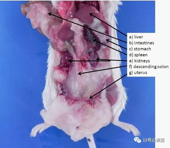 小鼠肝脏位置及形态图片